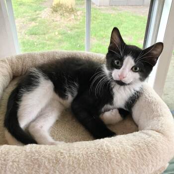 Pacman -  Tuxedo and Domestic Short Hair Cat for Adoption in Lombard, Illinois - Pacman | PetCurious