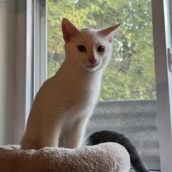 Alvin Olinsky -  Domestic Short Hair Cat for Adoption in Madison, Wisconsin - Alvin Olinsky | PetCurious