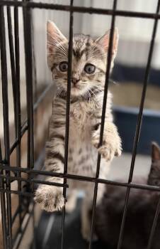 Allegra -  Domestic Short Hair Cat for Adoption in Hershey, Pennsylvania - Allegra | PetCurious