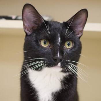 Smith -  Domestic Short Hair Cat for Adoption in Verona, Wisconsin - Smith | PetCurious