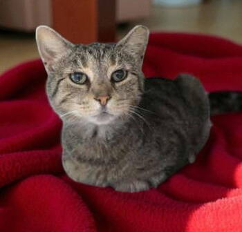 Rescue Domestic Short Hair Cats for Adoption in Sullivan, Indiana - Newbie | PetCurious