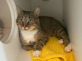 Rescue Domestic Short Hair and Tabby Cats for Adoption in Littlestown, Pennsylvania - Buddy Holly (FIV+) | PetCurious