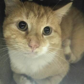 Domestic Short Hair Cats Available for Adoption in Pueblo, Colorado - RANGER IN THE BARN | PetCurious