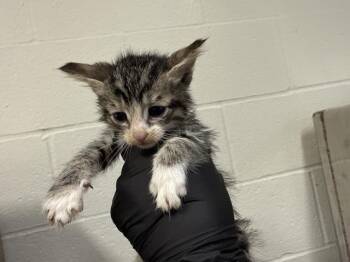 A1918887 -  Domestic Short Hair Cat for Adoption in Thousand Palms, California - A1918887 | PetCurious