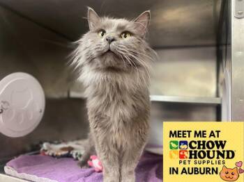 Domestic Long Hair Cats Available for Adoption in Fort Wayne, Indiana - KEVIN | PetCurious