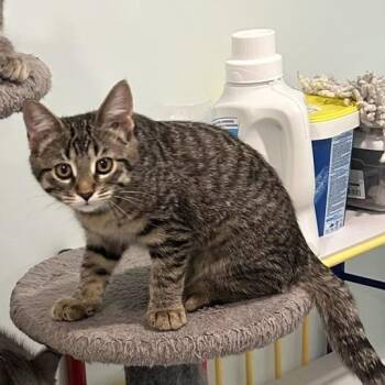 Yolande (FA/FF) -  Domestic Short Hair Cat for Adoption in Sainte-angèle-de-monnoir, Quebec - Yolande (FA/FF) | PetCurious