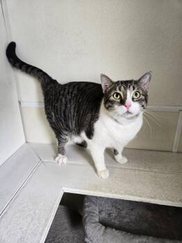Lit Bit -  Tabby Cat for Adoption in Maquoketa, Iowa - Lit Bit | PetCurious