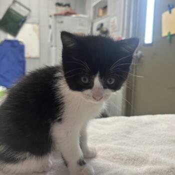 Domestic Short Hair Cats Available for Adoption in West Olive, Michigan - Pink Paws | PetCurious