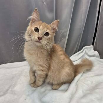 Eeny -  Domestic Short Hair Cat for Adoption in Foley, Alabama - Eeny | PetCurious