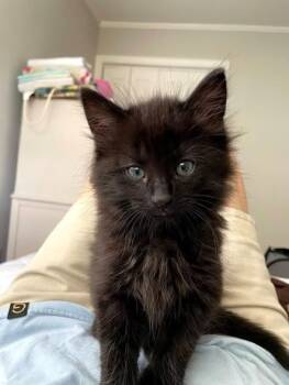 Domestic Medium Hair Cats Available for Adoption in Hartsville, South Carolina - Fish | PetCurious