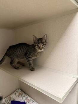 Dr. Finkelstein -  Domestic Short Hair Cat for Adoption in East Brookfield, Massachusetts - Dr. Finkelstein | PetCurious