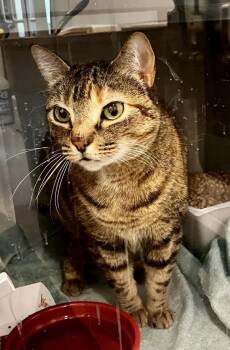Domestic Short Hair Cats Available for Adoption in Stratham, New Hampshire - Jasmine | PetCurious