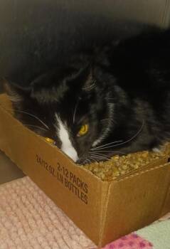 Tuxy -  Domestic Short Hair Cat for Adoption in Clinton, Missouri - Tuxy | PetCurious