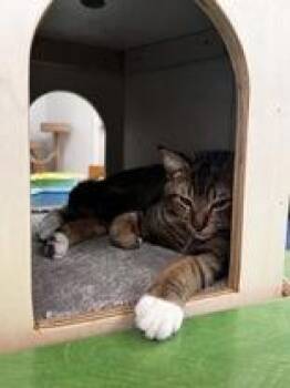 Espresso -  Domestic Short Hair Cat Available for Adoption in Potsdam, New York - Espresso | PetCurious