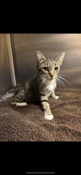 Rescue Domestic Short Hair Cats for Adoption in Harrisonville, Missouri - Rose | PetCurious