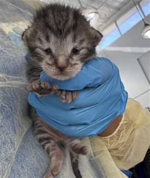 NIMBUS -  Domestic Short Hair Cat for Adoption in Dallas, Texas - NIMBUS | PetCurious