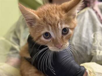 GORDON -  Domestic Short Hair Cat for Adoption in Pueblo, Colorado - GORDON | PetCurious