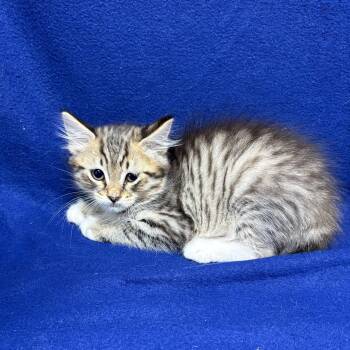 Dain -  Domestic Medium Hair Cat for Adoption in Valdosta, Georgia - Dain | PetCurious