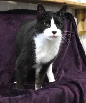 Rescue Domestic Short Hair Cats for Adoption in Thief River Falls, Minnesota - Maverick | PetCurious