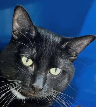 Rescue Domestic Short Hair Cats for Adoption in Sault Ste. Marie, Michigan - Crow | PetCurious