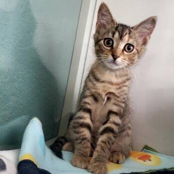 Shrimp -  Domestic Short Hair Cat for Adoption in Hutchinson, Minnesota - Shrimp | PetCurious