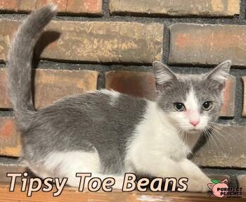 Tipsy Toe Beans -  Domestic Short Hair Cat for Adoption in Douglasville, Georgia - Tipsy Toe Beans | PetCurious