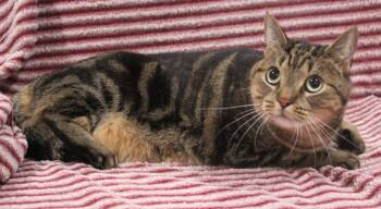 Kauai -  Domestic Short Hair Cat for Adoption in Vacaville, California - Kauai | PetCurious