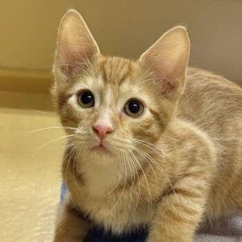 Duncan -  Domestic Short Hair Cat for Adoption in Sonora, California - Duncan | PetCurious