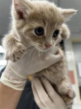 Léolio -  Domestic Short Hair Cat for Adoption in Montreal, Quebec - Léolio | PetCurious