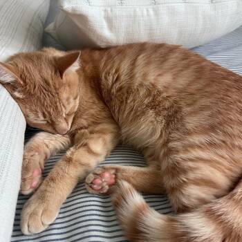 Little Jones -  Domestic Short Hair Cat for Adoption - Little Jones | PetCurious