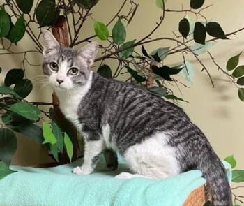 Charlie -  Domestic Short Hair Cat for Adoption in Hastings, Nebraska - Charlie | PetCurious