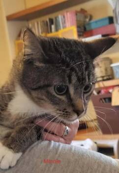 Domestic Short Hair Cats Available for Adoption - Minnie | PetCurious