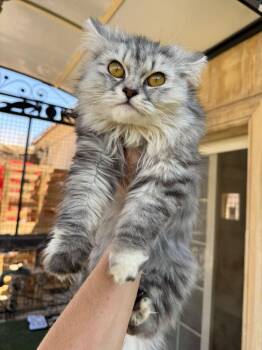 Rescue Persian and Siberian Cats for Adoption in Brampton, Ontario - Tiff | PetCurious