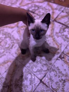 Prince -  Applehead Siamese Cat for Adoption - Prince | PetCurious