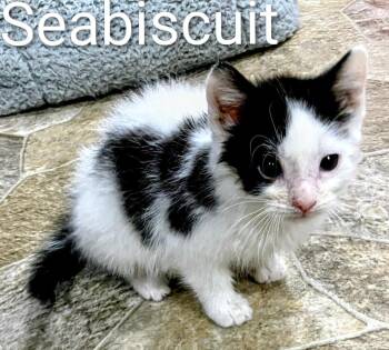 Rescue Domestic Short Hair Cats for Adoption in Binghamton, New York - Seabiscuit | PetCurious