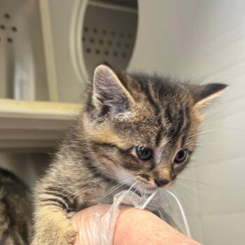 Domestic Short Hair Cats Available for Adoption - Forest | PetCurious