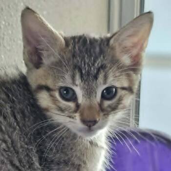 Kiska -  Domestic Short Hair Cat for Adoption in Colorado Springs, Colorado - Kiska | PetCurious
