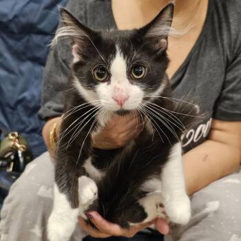 Fudge -  Domestic Short Hair Cat for Adoption in Fairfax, Virginia - Fudge | PetCurious