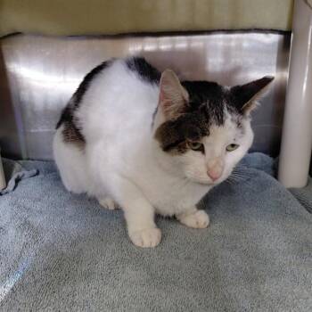 VERONA -  Domestic Short Hair Cat for Adoption - VERONA | PetCurious