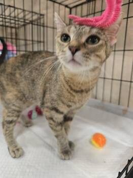Posie -  Manx Cat for Adoption in East Lansing, Michigan - Posie | PetCurious