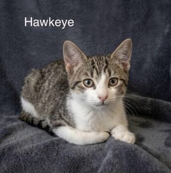 Hawkeye -  Tabby Cat for Adoption in Wyandotte, Michigan - Hawkeye | PetCurious