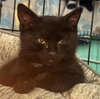 Kalabar -  Domestic Short Hair Cat for Adoption in Golden, Colorado - Kalabar | PetCurious