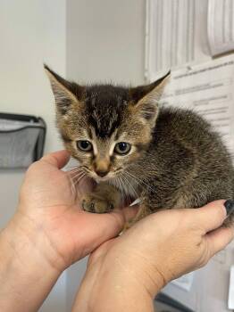 Rescue Domestic Short Hair Cats for Adoption in Bolivar, Missouri - Mitzi | PetCurious