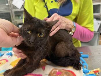 Domestic Short Hair Cats Available for Adoption - TINA | PetCurious