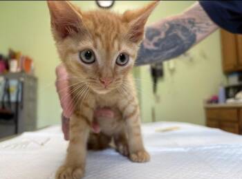 Ripple -  Domestic Short Hair Cat for Adoption in Warren, Pennsylvania - Ripple | PetCurious