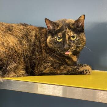 Domestic Short Hair Cats Available for Adoption - Luna | PetCurious