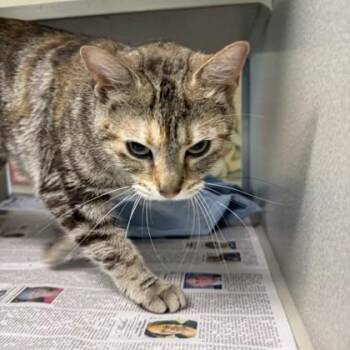 Domestic Short Hair Cats Available for Adoption in New Orleans, Louisiana - Raina | PetCurious