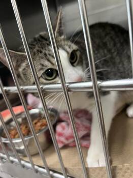 Breeta Rivera (TAS 5) -  Domestic Short Hair Cat for Adoption in Trenton, New Jersey - Breeta Rivera (TAS 5) | PetCurious