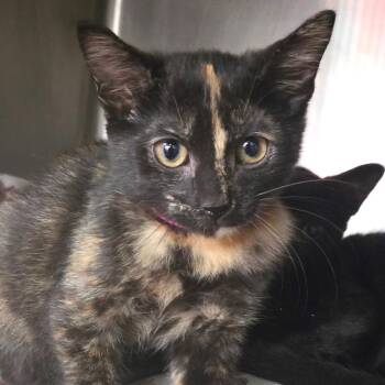 Piri Piri -  Domestic Short Hair Cat for Adoption in Lakeland, Florida - Piri Piri | PetCurious