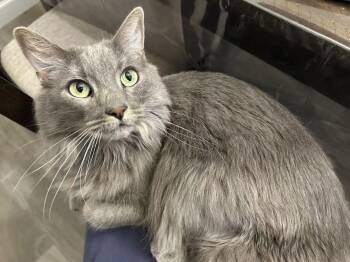 Domestic Medium Hair and Tabby Cats Available for Adoption in Chandler, Arizona - Chilla Peridot | PetCurious